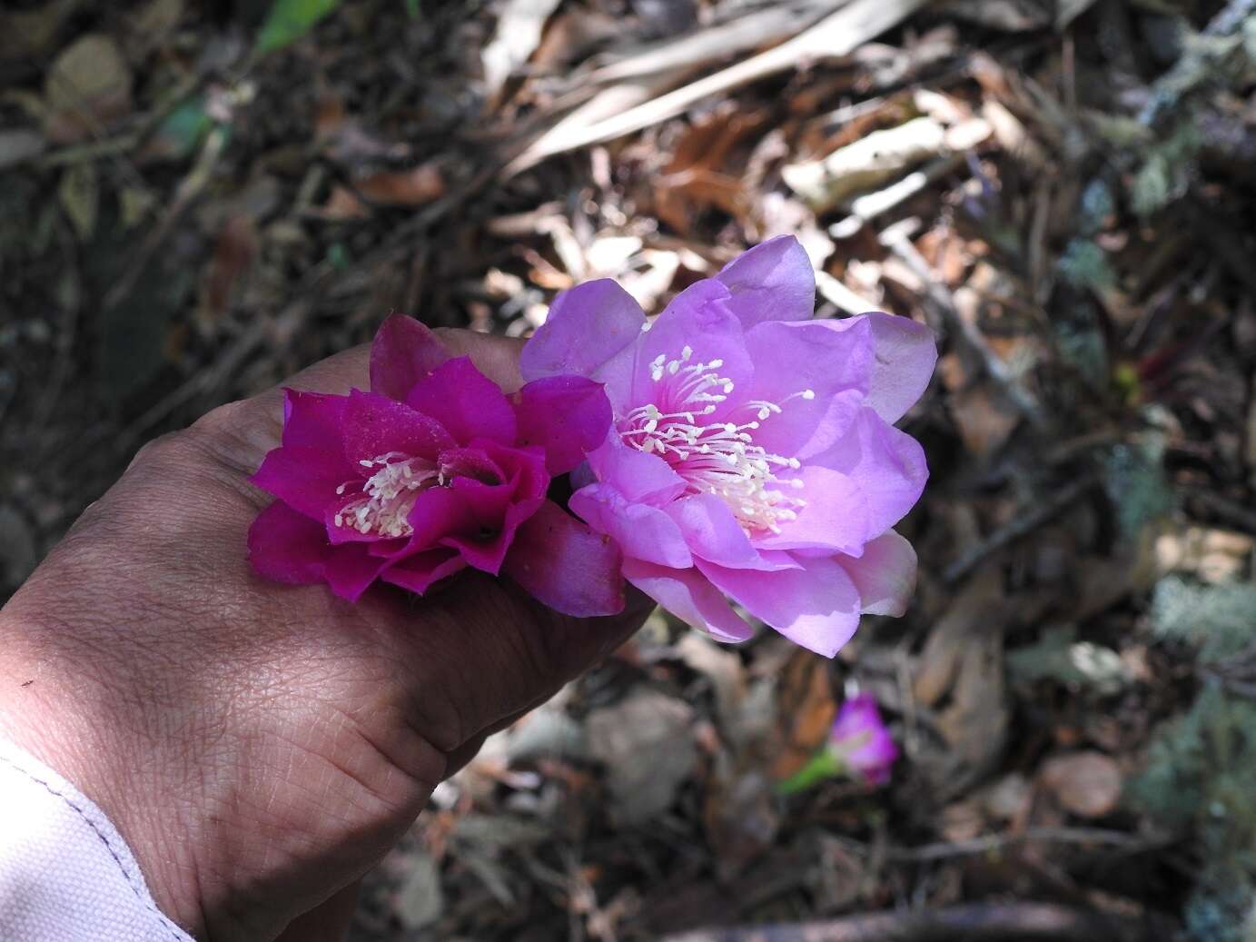 Disocactus macdougallii (Alexander) Barthlott的圖片