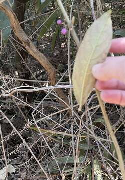 Image of Callicarpa nudiflora Hook. & Arn.