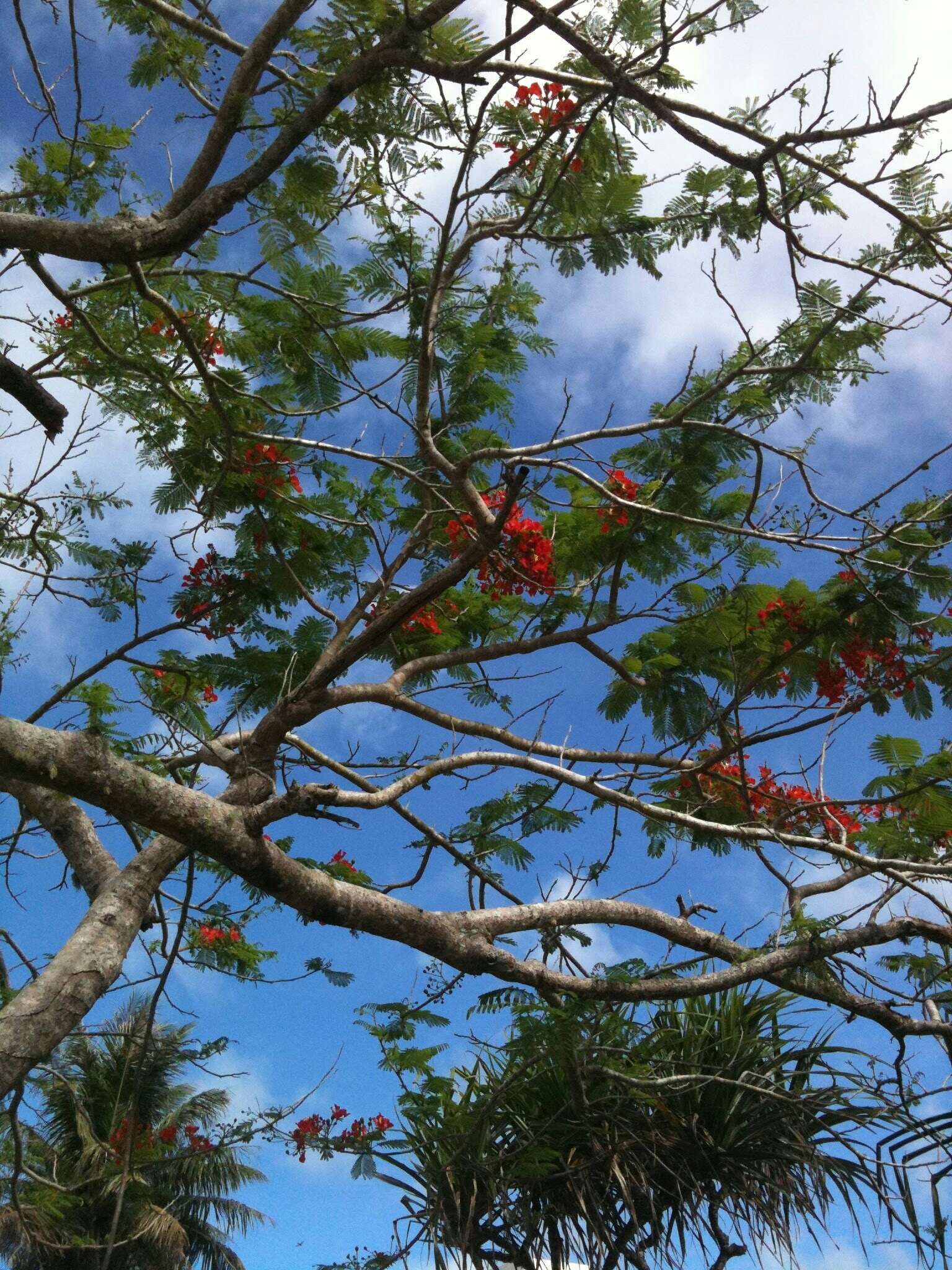 Image of Delonix regia (Bojer ex Hook.) Raf.