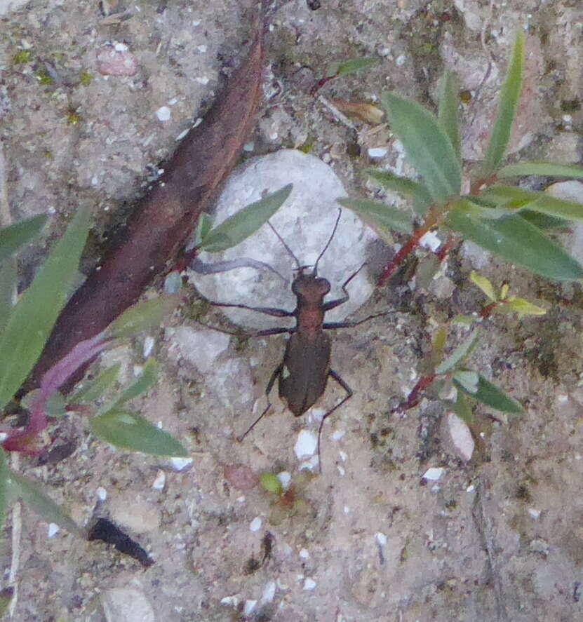 Image of Cliff tiger beetle