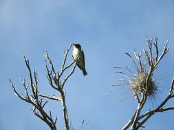 Image of Greater Pewee