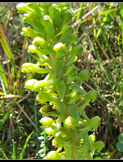 Image de Satyrium parviflorum Sw.