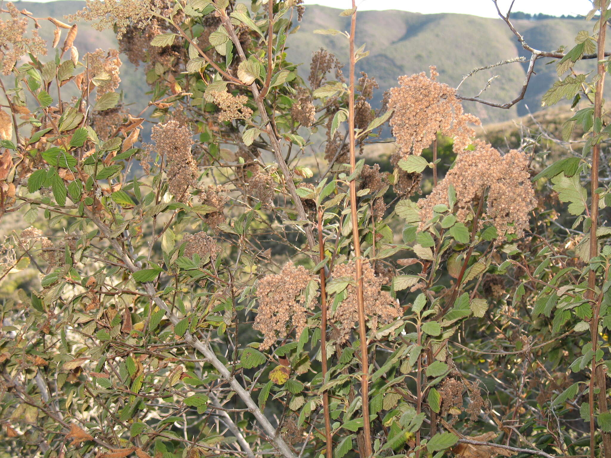 Plancia ëd Holodiscus discolor var. discolor