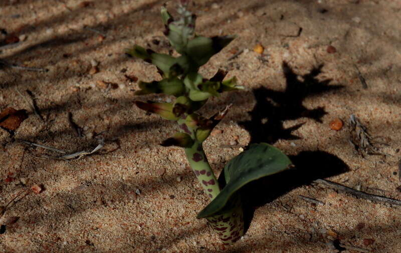 Image of Lachenalia marginata subsp. marginata