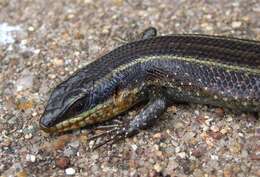 Image of Mulanje Skink