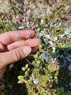 Pinguicula variegata Turcz.的圖片