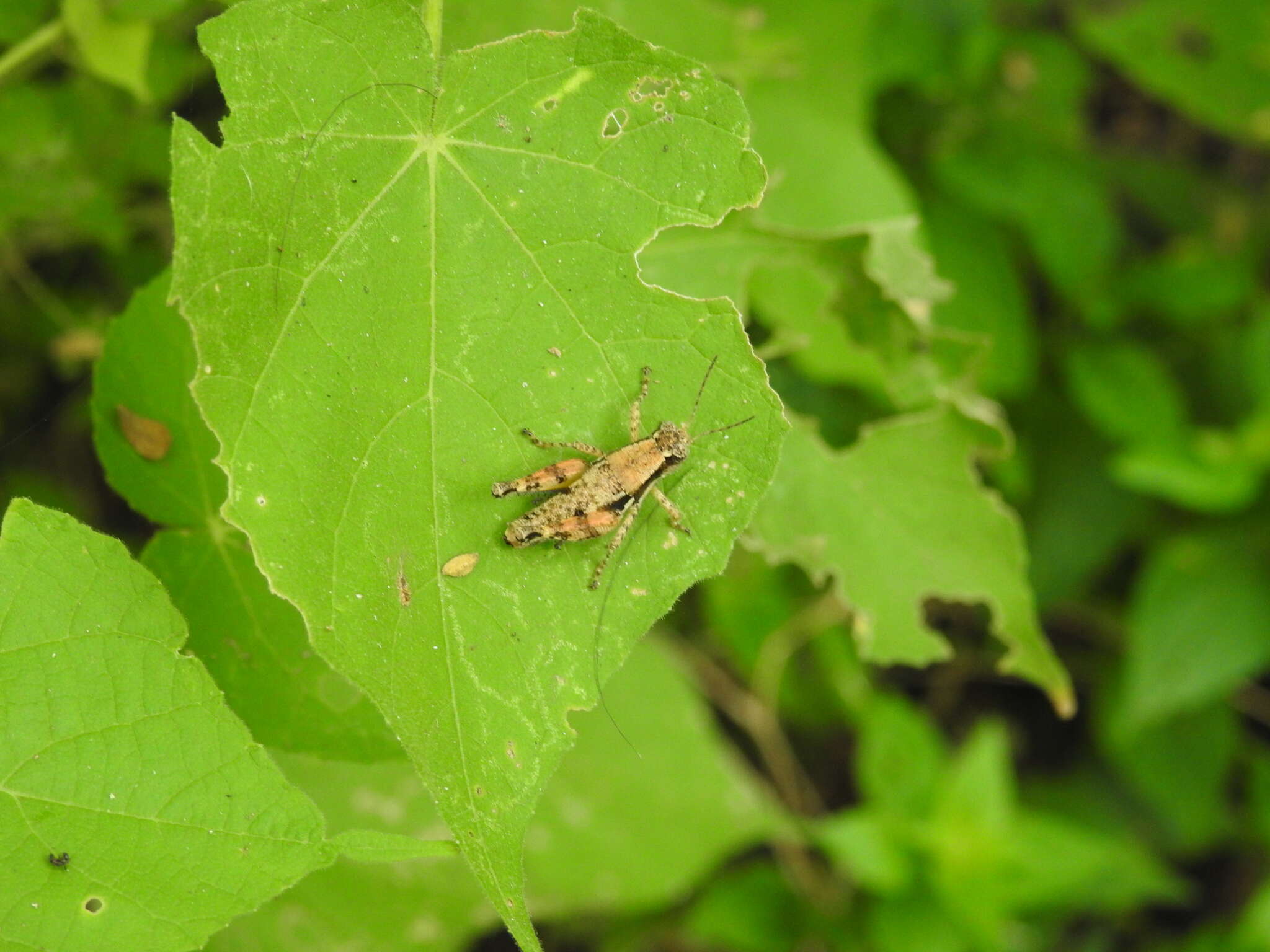 Слика од Hazelacris nigrovittatus Ronderos 1981