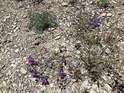 Image of Snow Mountain beardtongue