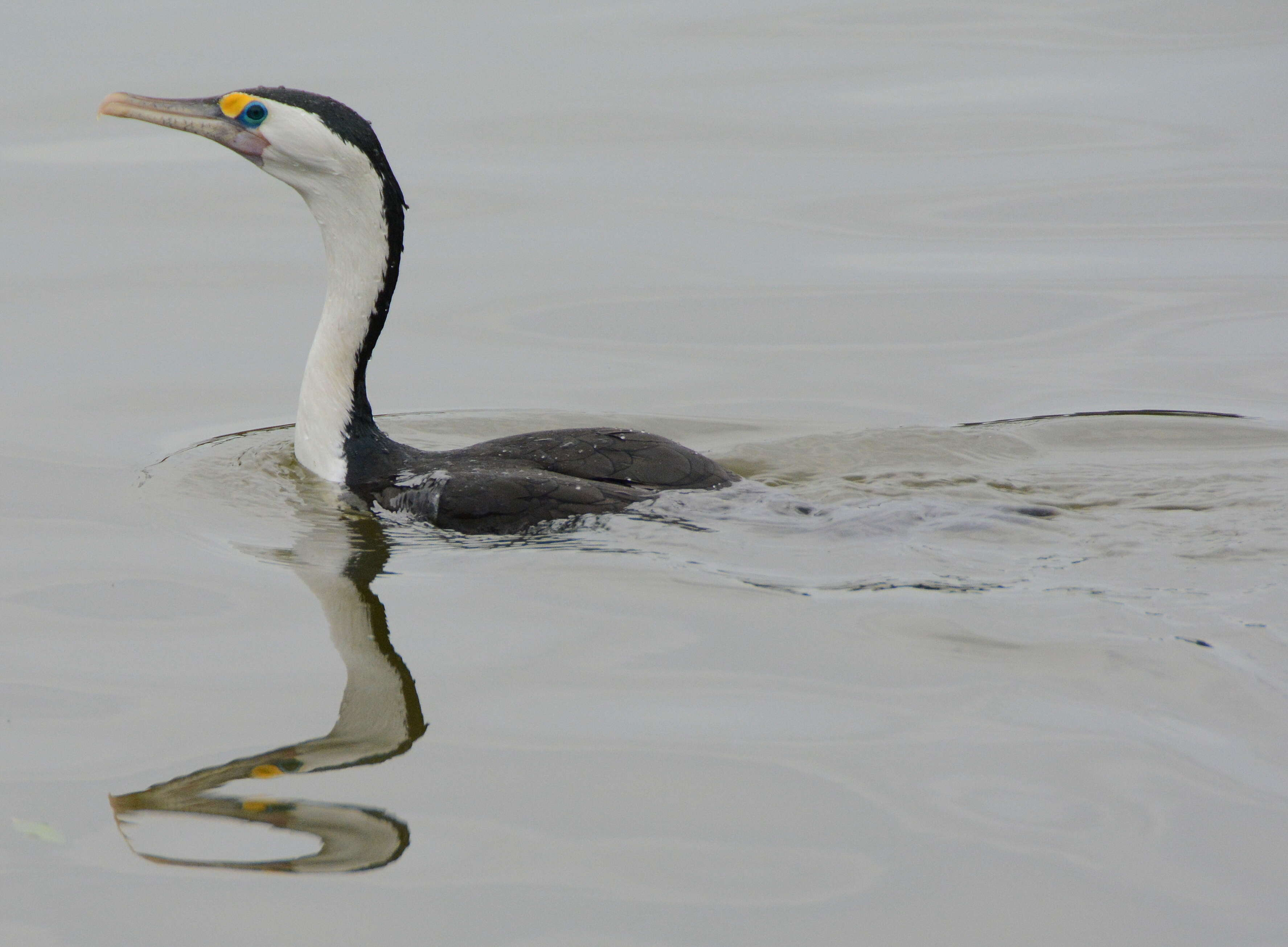 Image of Australian Pied Cormorant