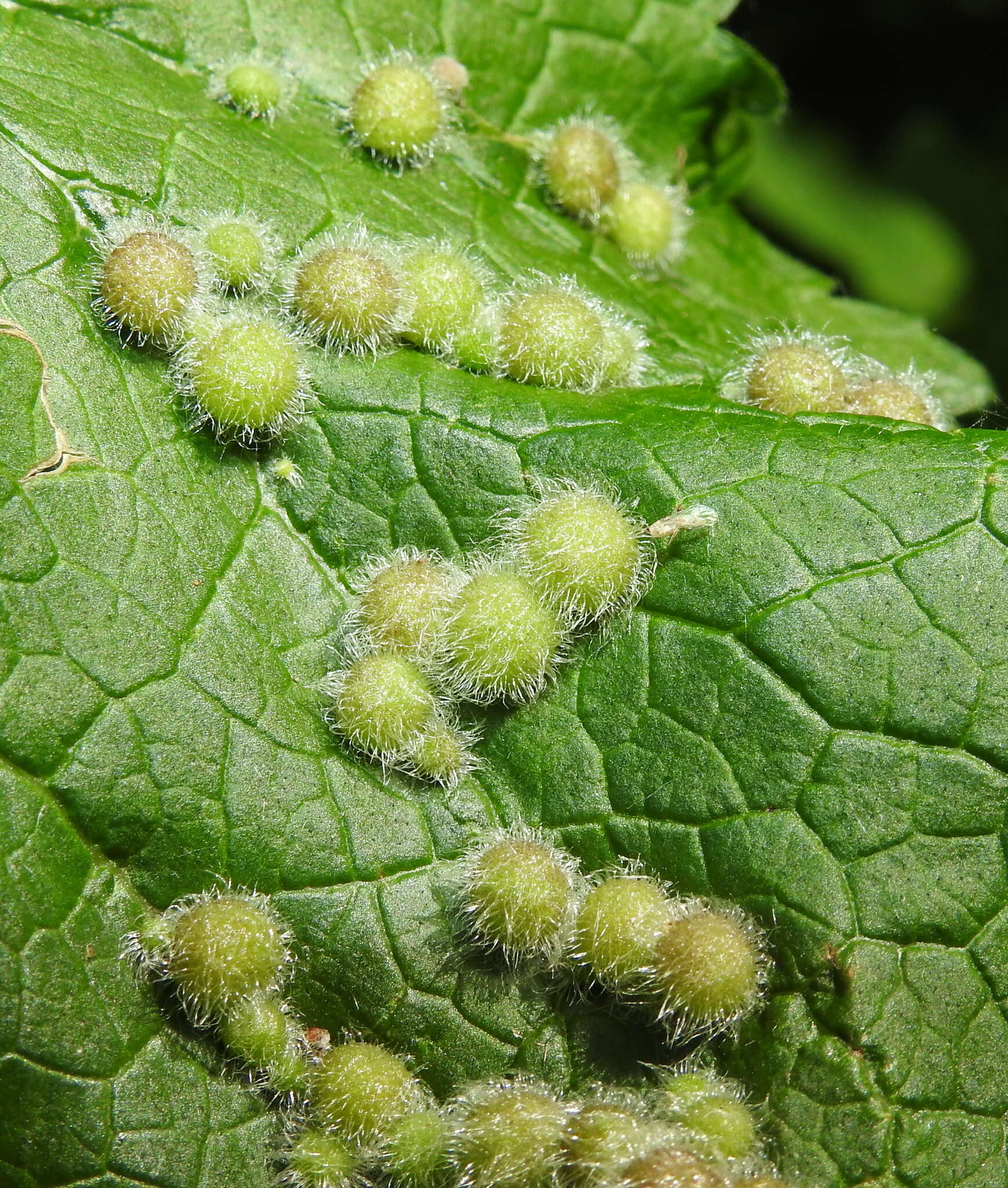 Image of <i>Aceria onychia</i> (Nalepa 1915)