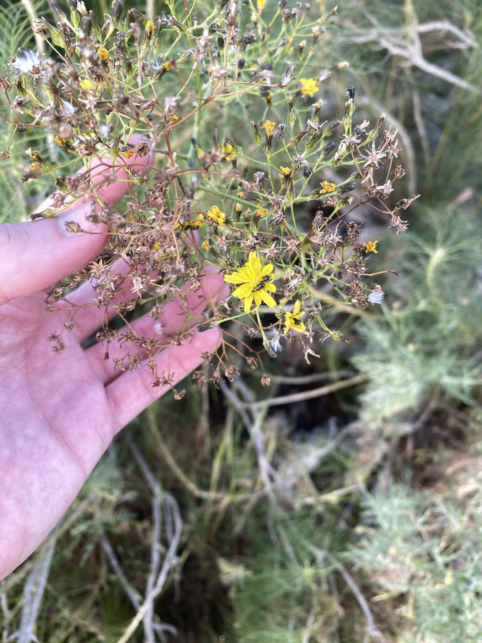 Image of Sonchus capillaris Svent.