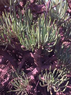 Image of Tylecodon wallichii subsp. wallichii