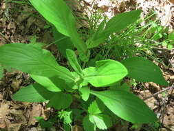 Image of Bupleurum longiradiatum Turcz.