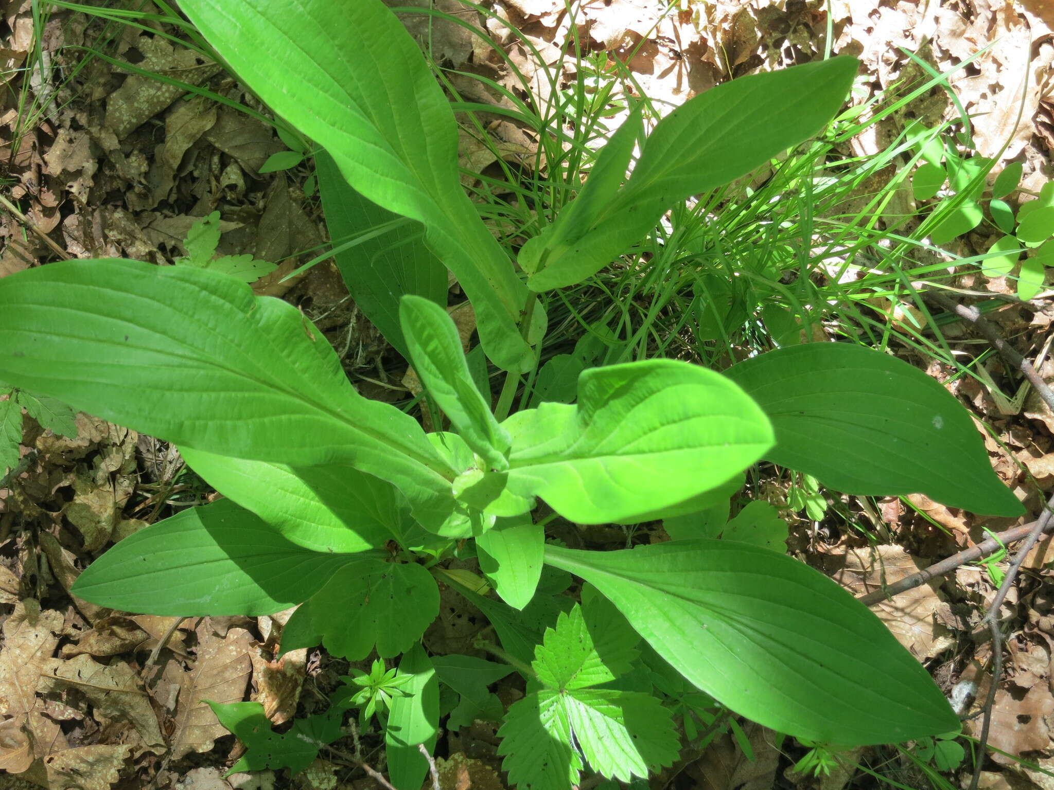 Image of Bupleurum longiradiatum Turcz.