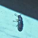 Image of Darkling beetle