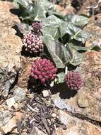 Sivun Asclepias solanoana Woods. kuva