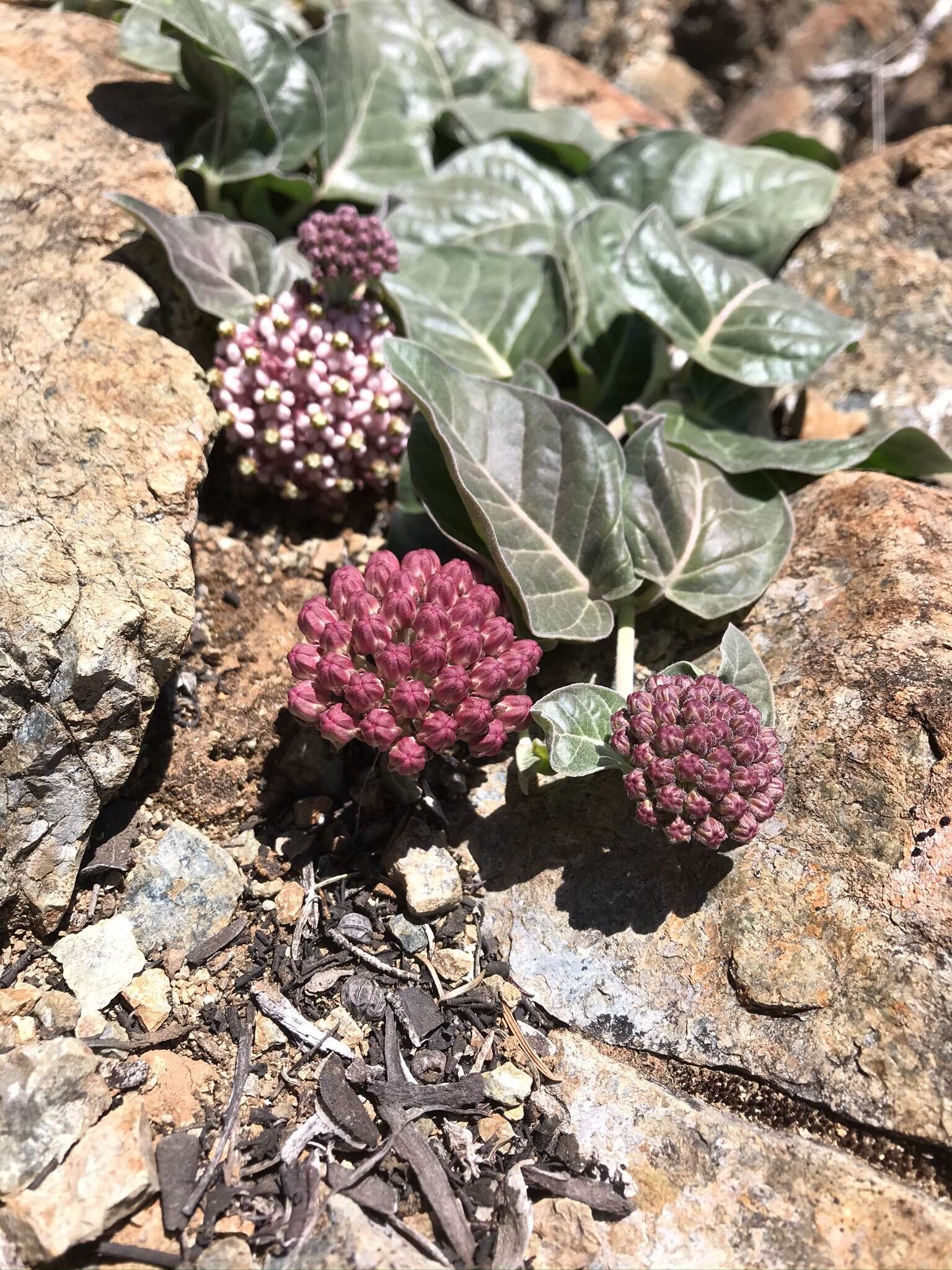 Image of serpentine milkweed