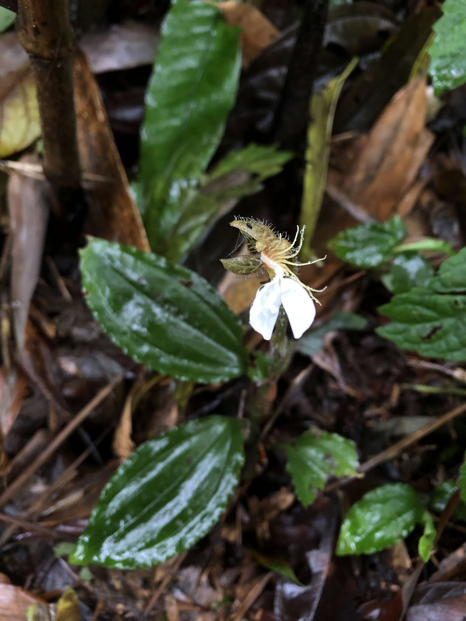 Image of Odontochilus tashiroi (Maxim.) Makino