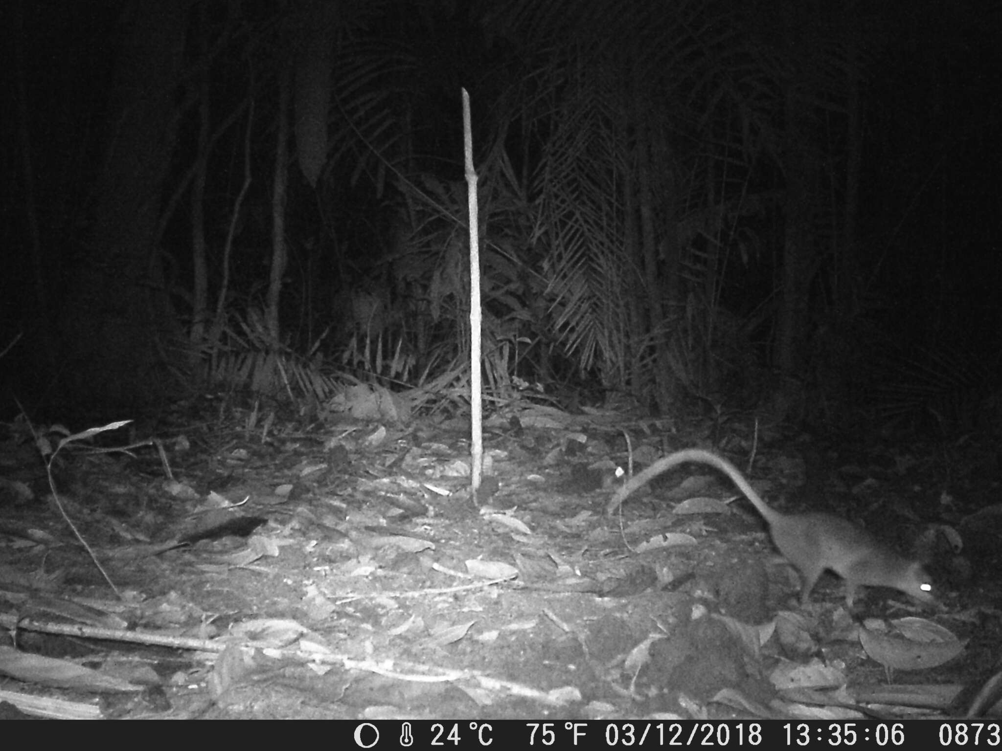 Image of brown four-eyed opposum