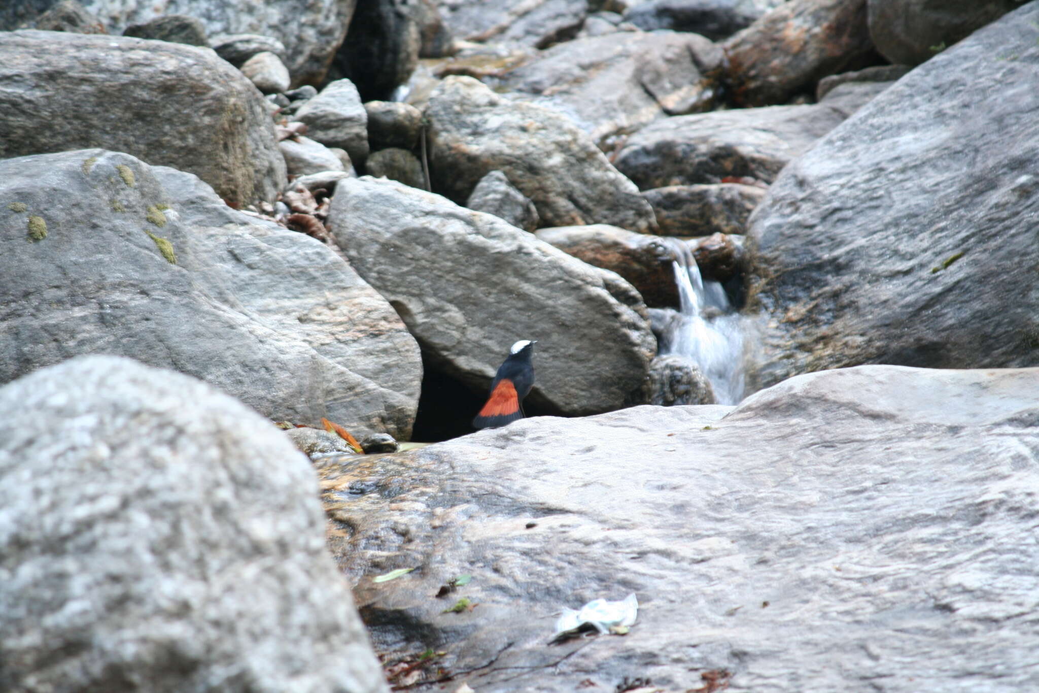 Image of White-capped Redstart