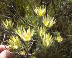 Image of Leucadendron uliginosum subsp. uliginosum