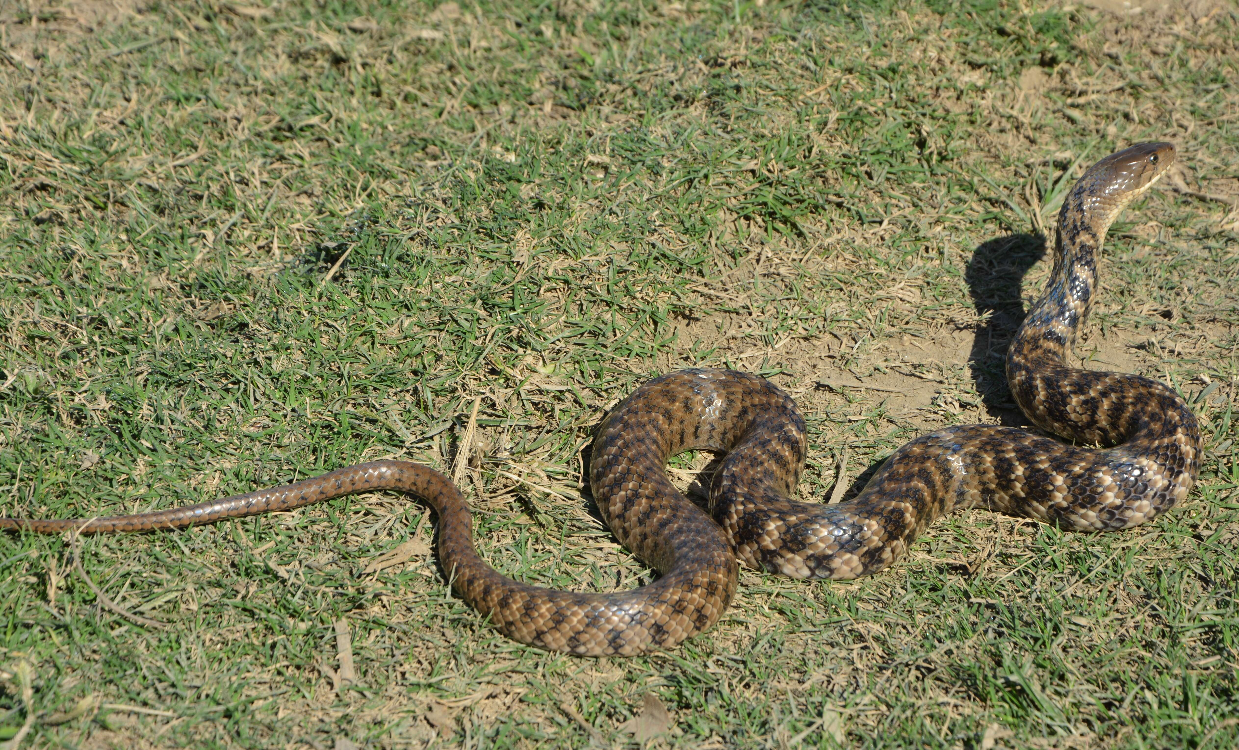 Image of Checkered Keelback Snake