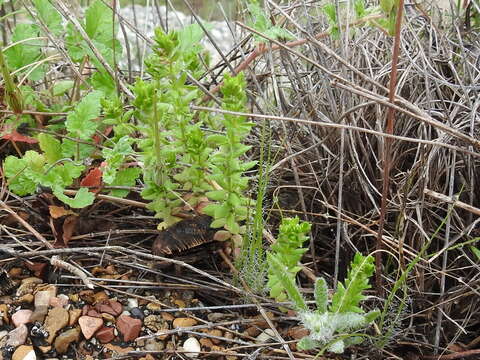 Image of southwestern bedstraw