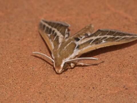 Image of Australian Striped Hawk Moth