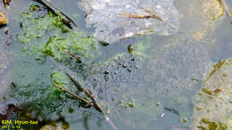 Image of Amur Brown Frog. Han-Guk-San-Gae-Gu-Ri
