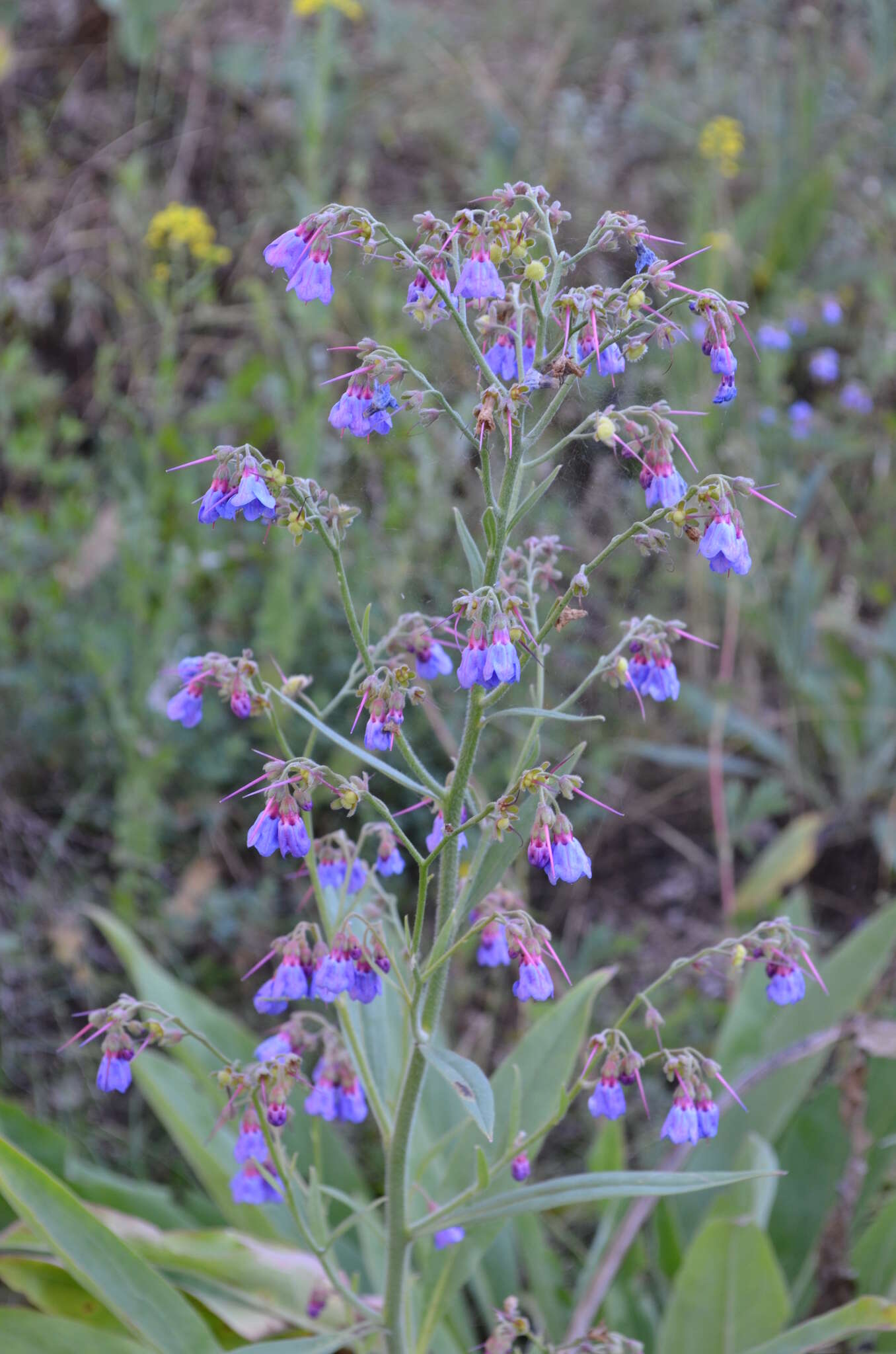 Image de Cynoglossum anchusoides Lindl.