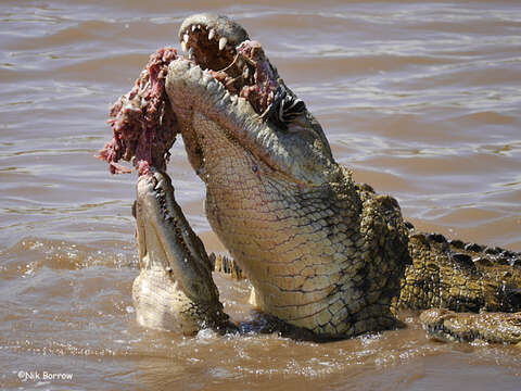 Image of Nile crocodile