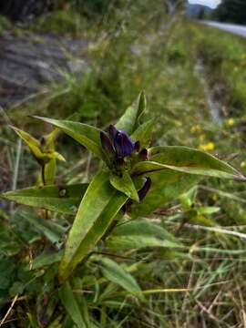 Image of Balsam Mountain Gentian