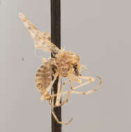 Sivun Alotanypus venusta (Coquillett 1902) kuva