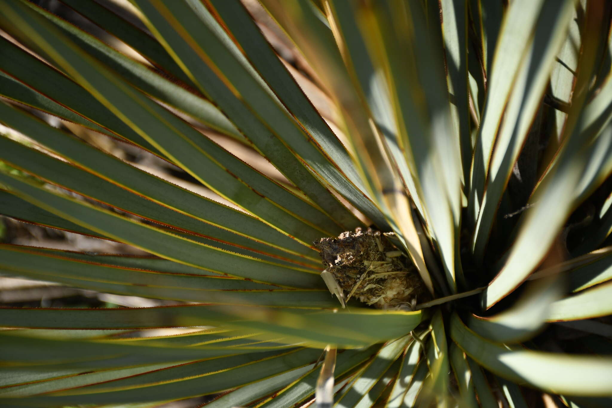 Image of San Angelo yucca