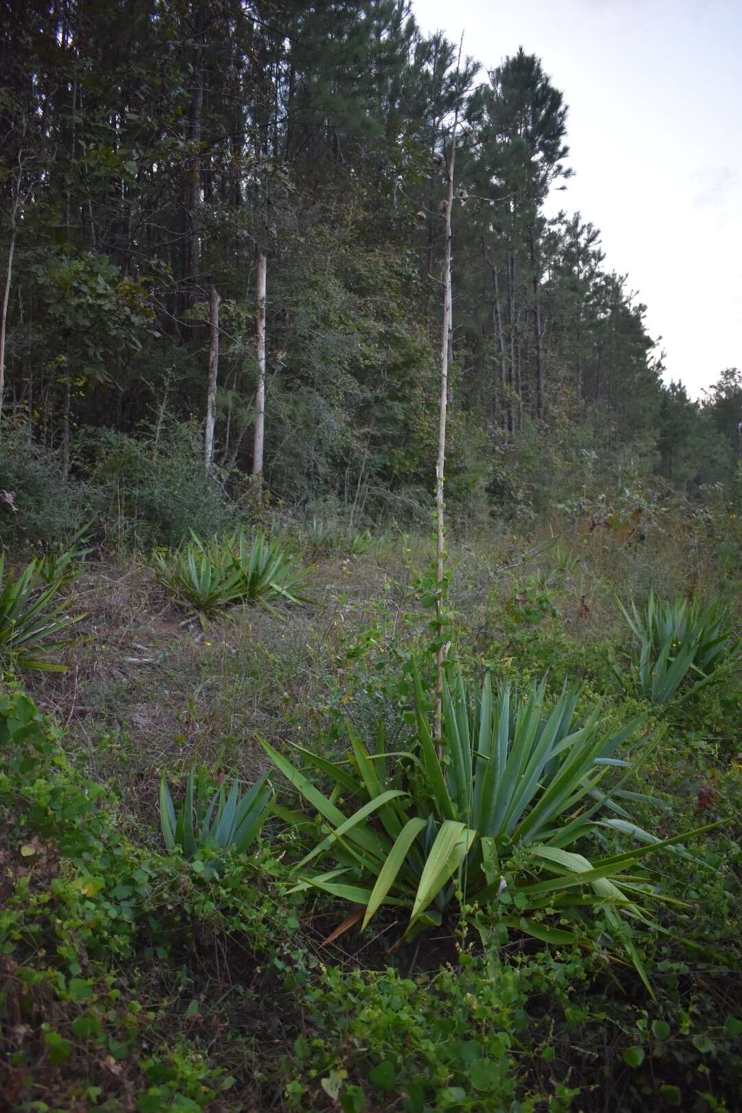 Image of Yucca cernua E. L. Keith