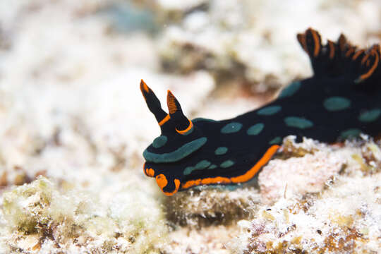 Image of Dusky green spot orange gill black slug