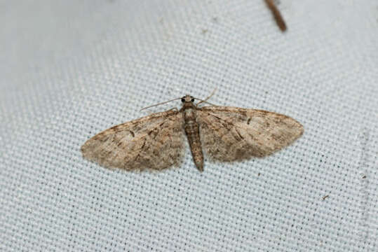 Слика од Eupithecia abbreviata Stephens 1831