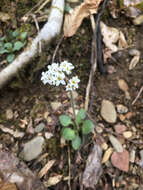 Image of Early Pseudosaxifrage