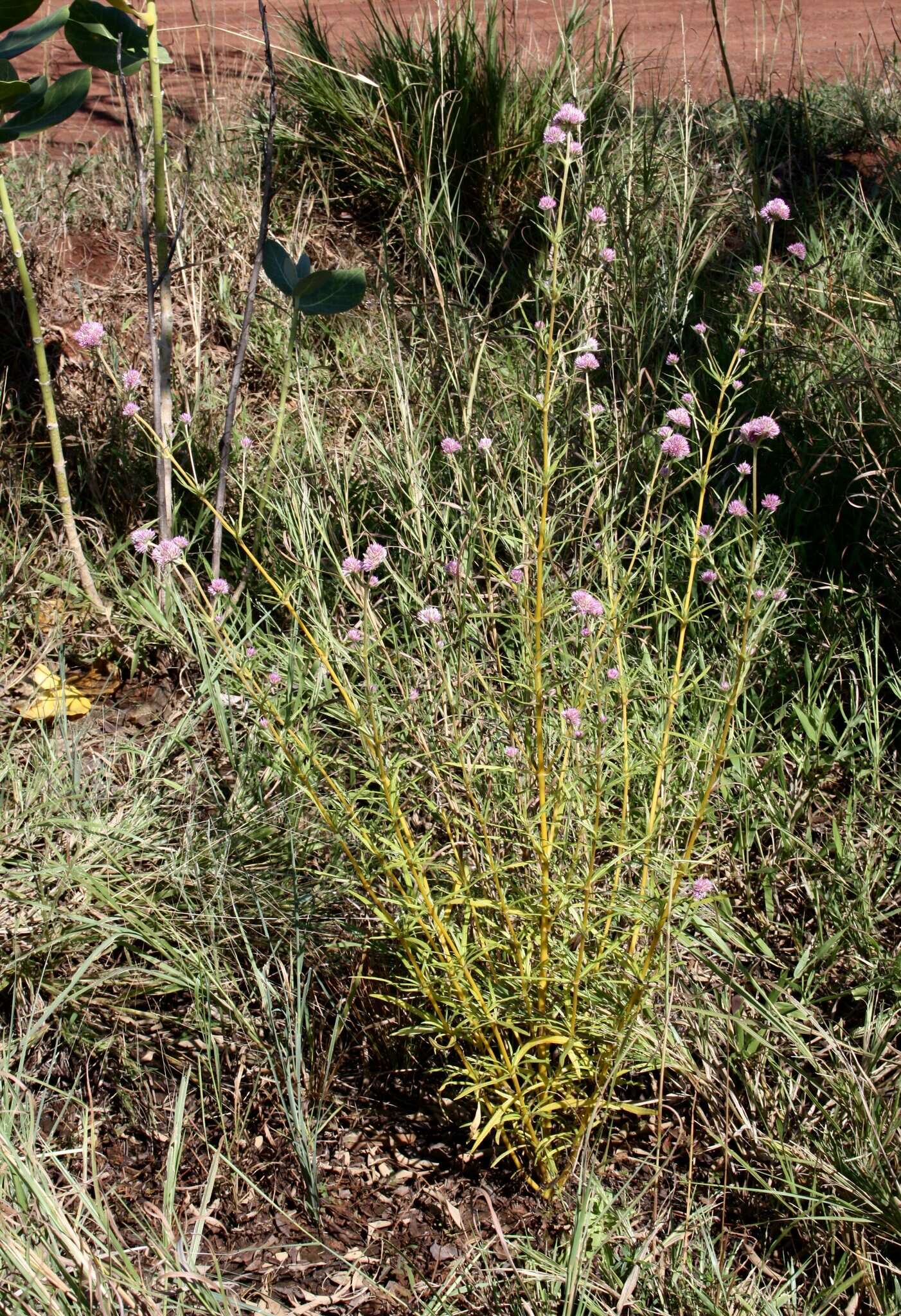 Image of Gomphrena flaccida R. Br.