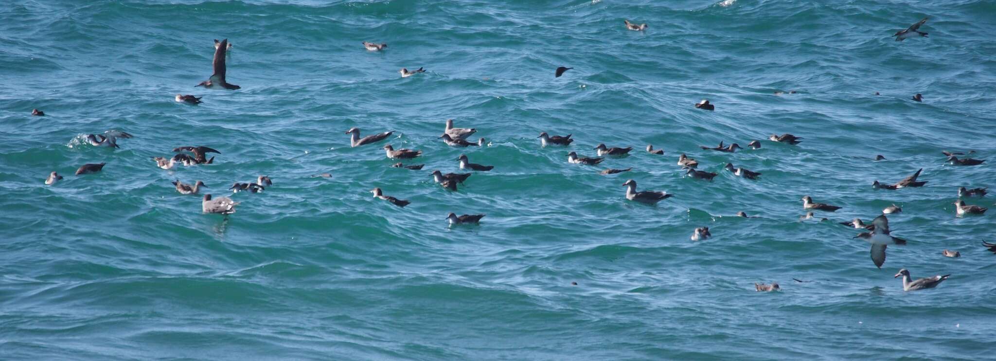 Image of Black-vented Shearwater