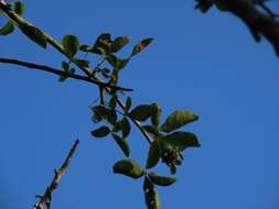 Image of Sweet-root corkwood