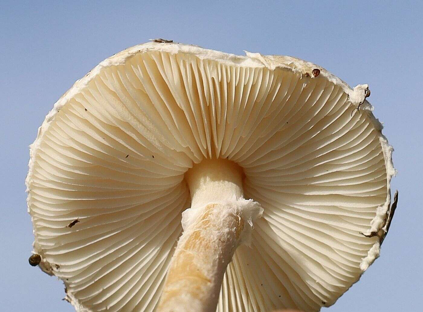 Слика од Lepiota erminea (Fr.) P. Kumm. 1871