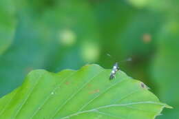 Image of Calybites quadrisignella (Zeller 1839)