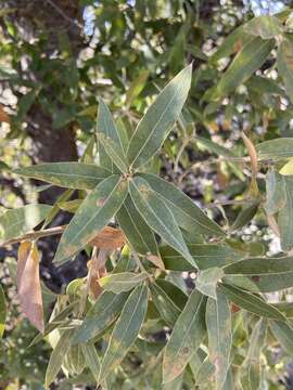 Image of Quercus peninsularis Trel.