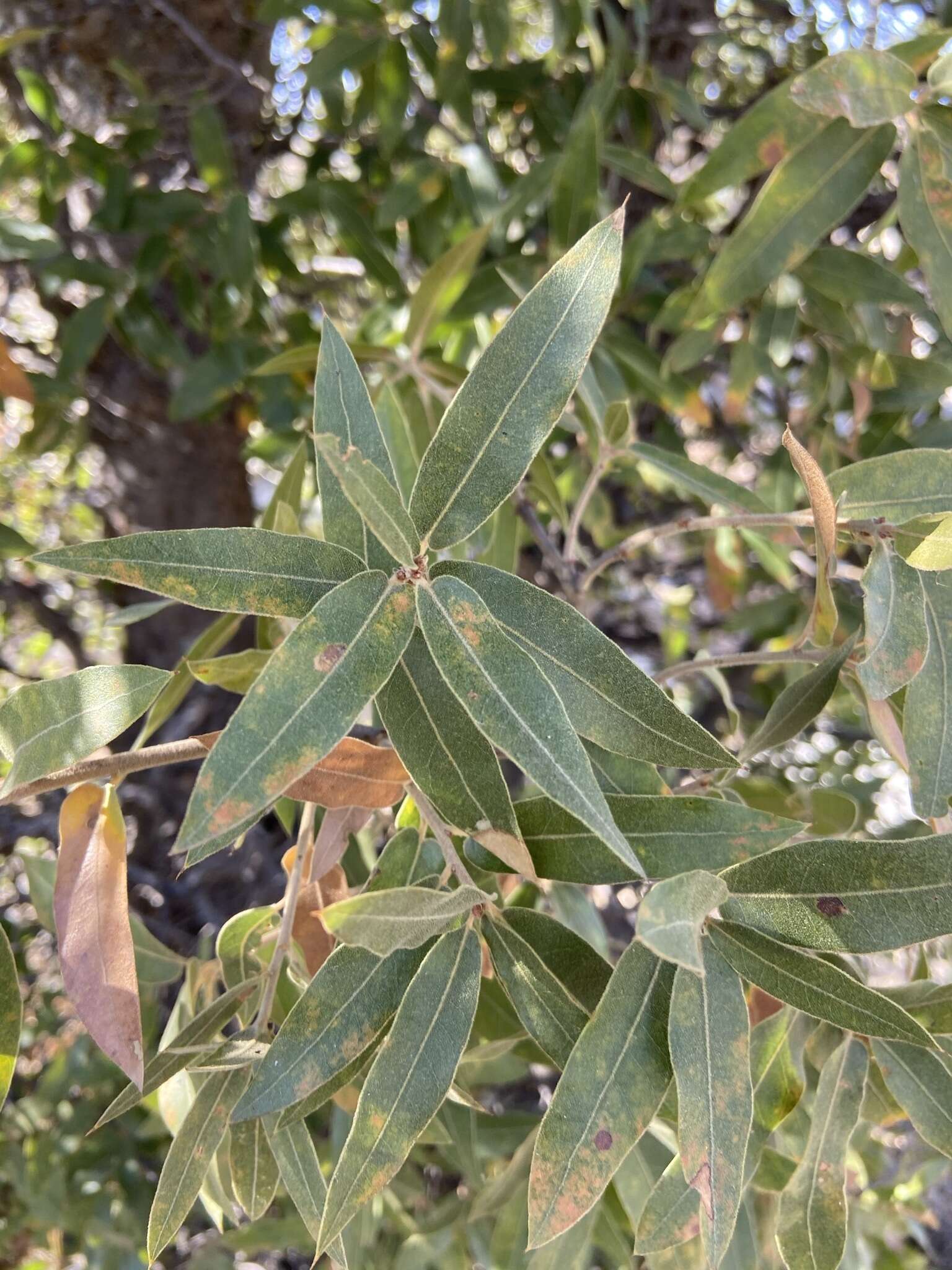 Слика од Quercus peninsularis Trel.
