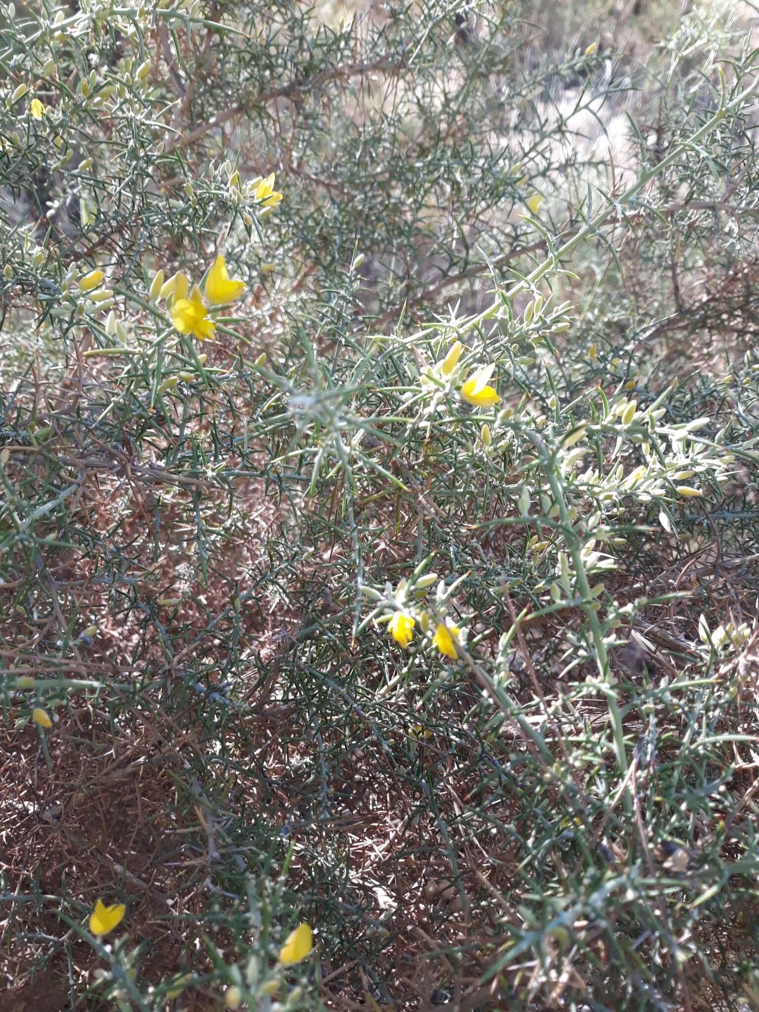 Image de Ulex parviflorus Pourr.