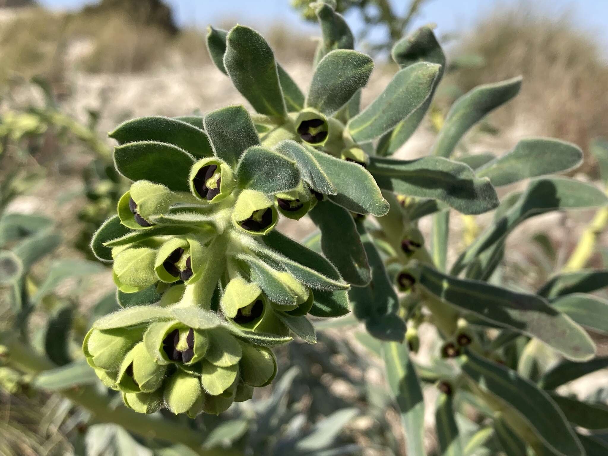 Image of Euphorbia characias subsp. characias