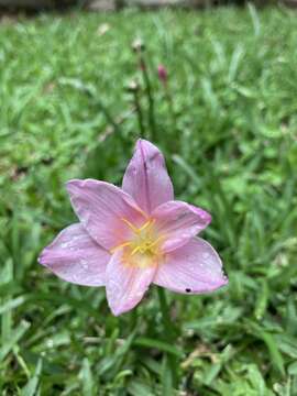 Imagem de Zephyranthes lindleyana Herb.