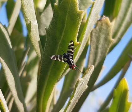 Plancia ëd Pterotaenia fasciata (Wiedemann 1830)