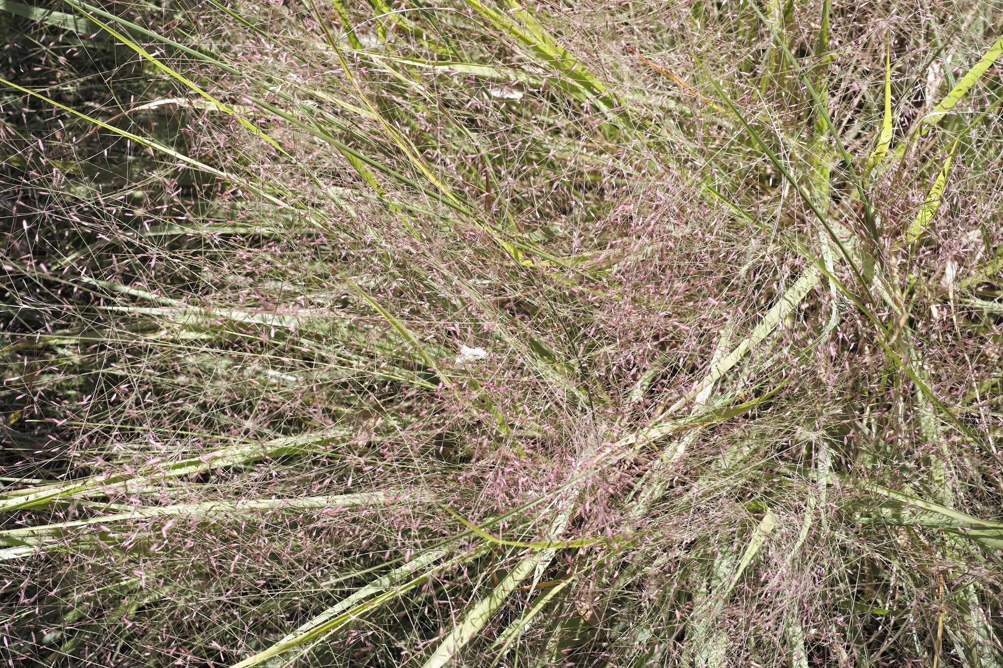 Image of Petticoat-Climber